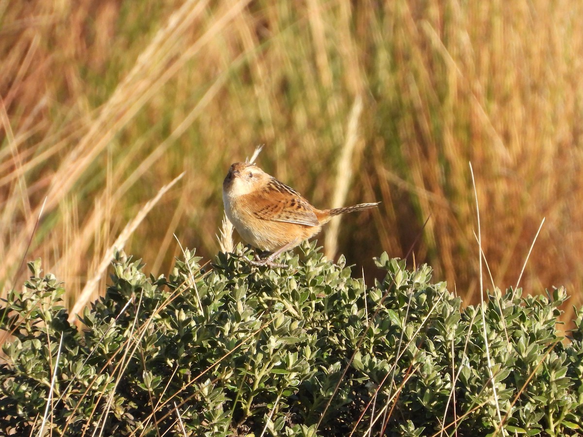 Grass Wren (Puna) - ML622932453