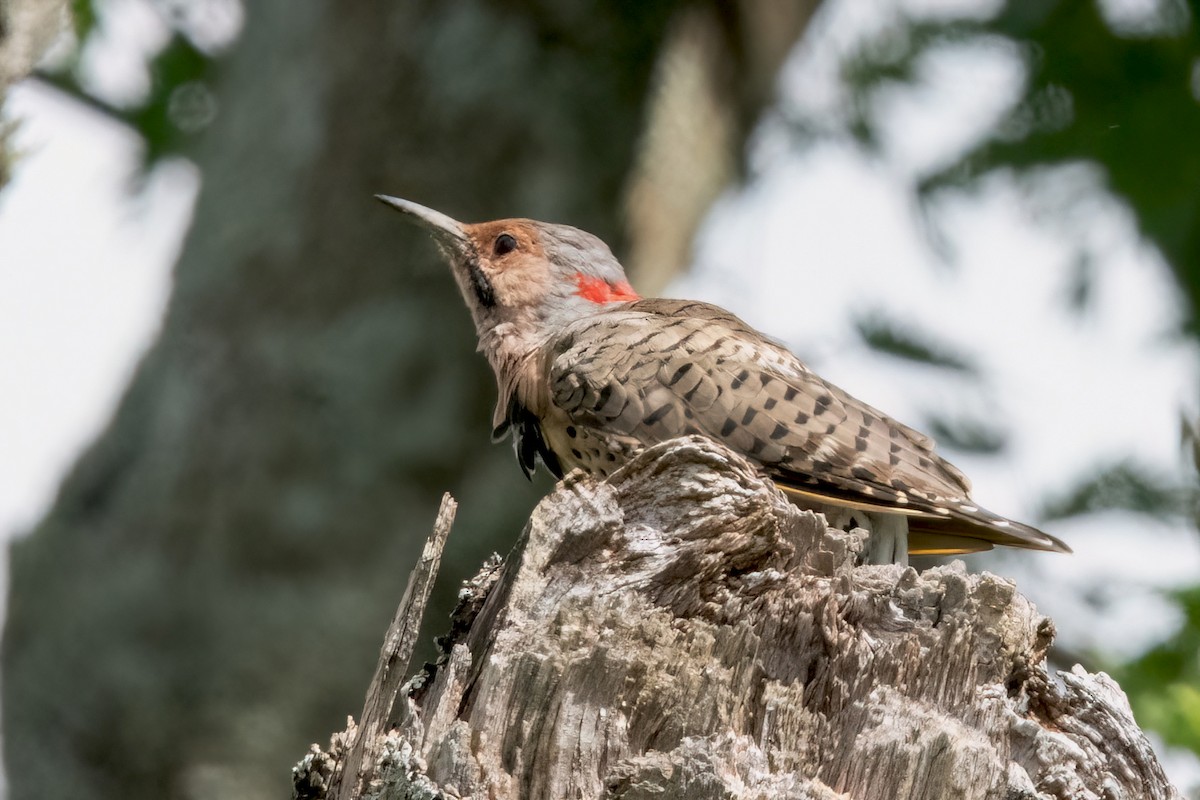 Northern Flicker (Yellow-shafted) - ML622932454