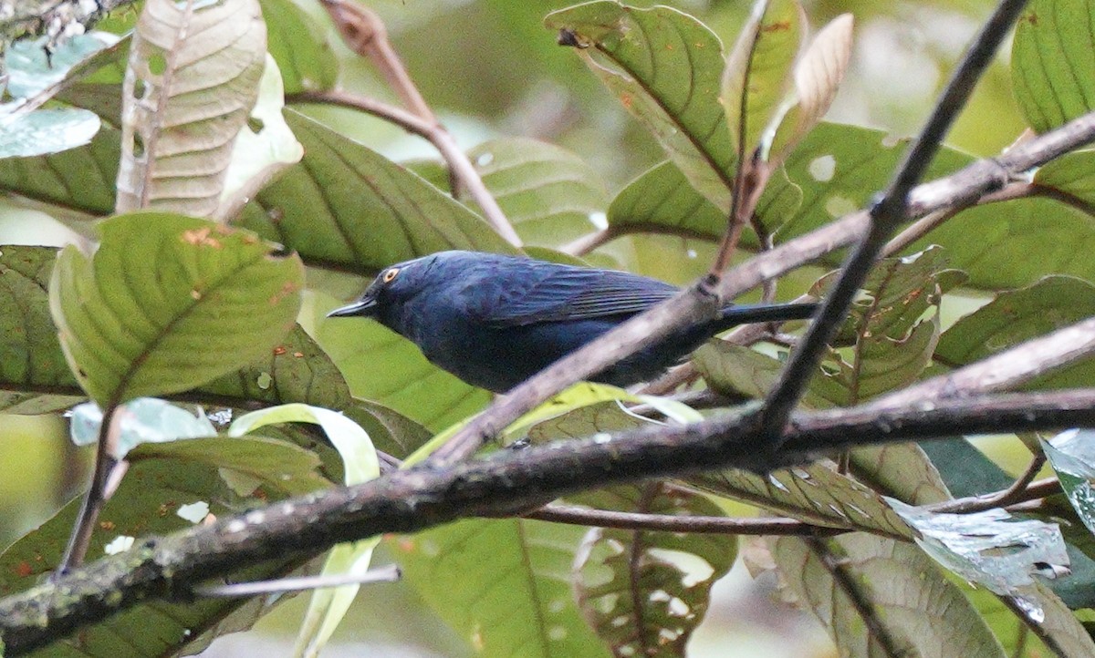 Deep-blue Flowerpiercer - ML622932456