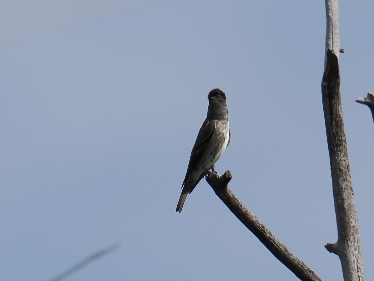 Olive-sided Flycatcher - ML622932458