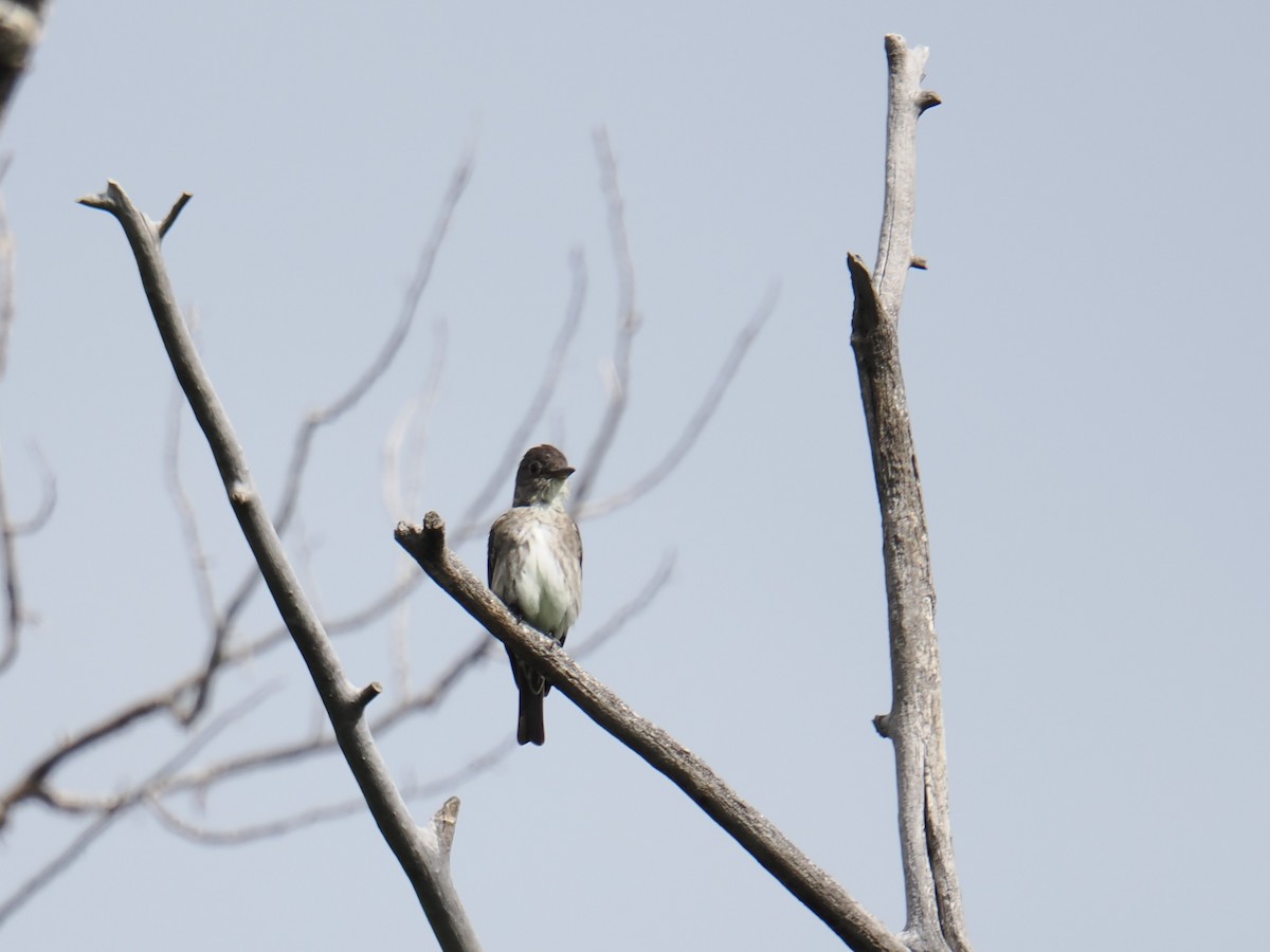 Olive-sided Flycatcher - ML622932459