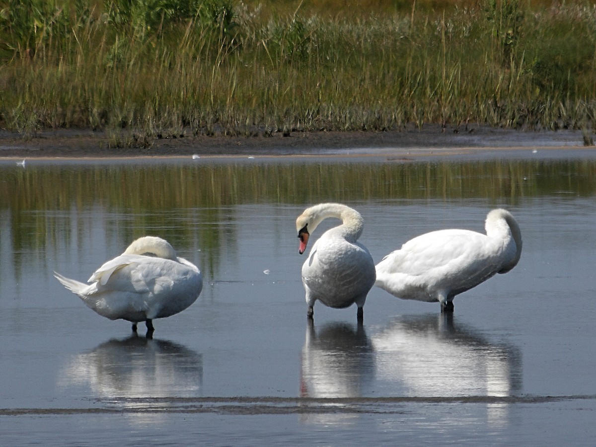 Mute Swan - Kristos Said Kendall