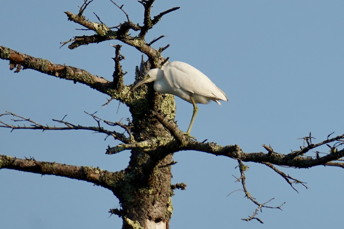 Little Blue Heron - ML622932541