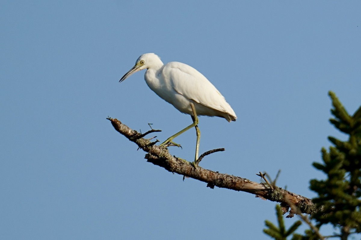 Little Blue Heron - ML622932542