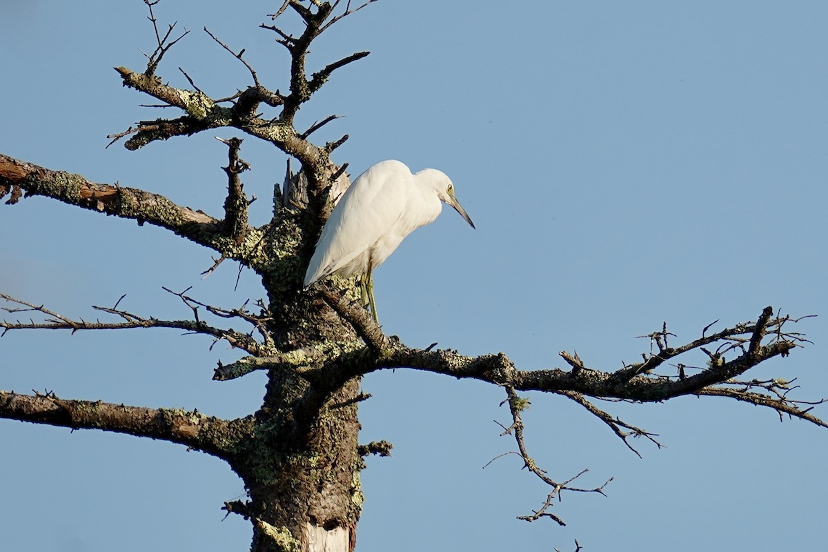 Little Blue Heron - ML622932543