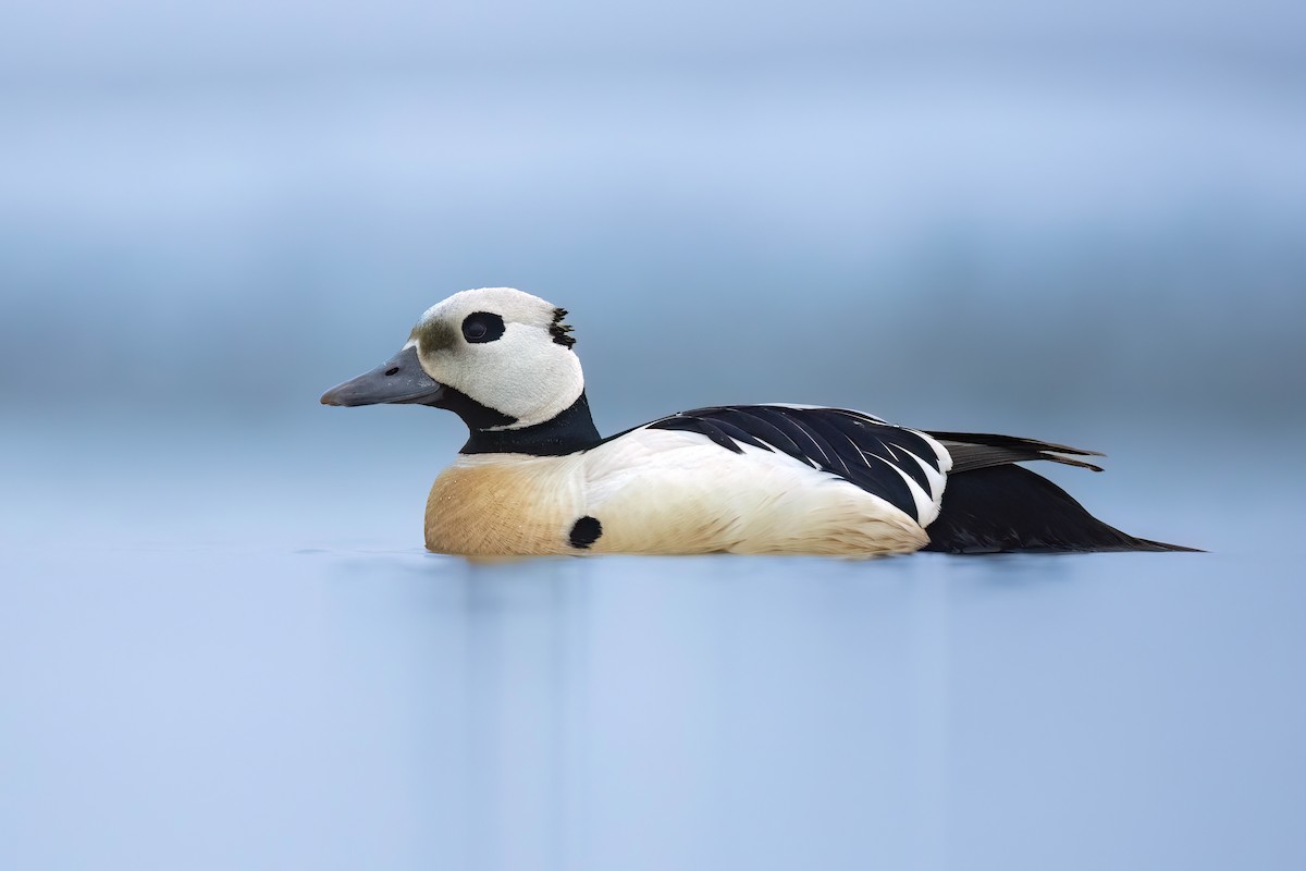 Steller's Eider - ML622932580