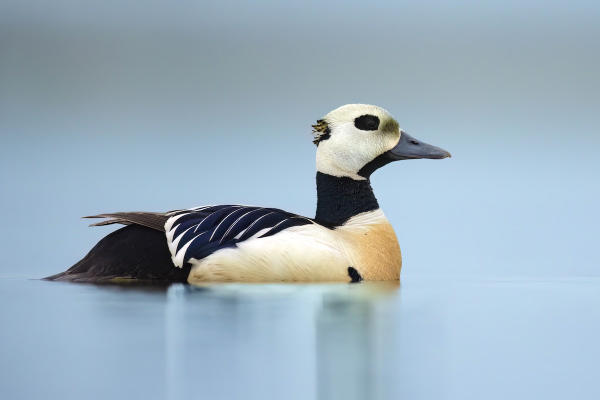 Steller's Eider - ML622932581