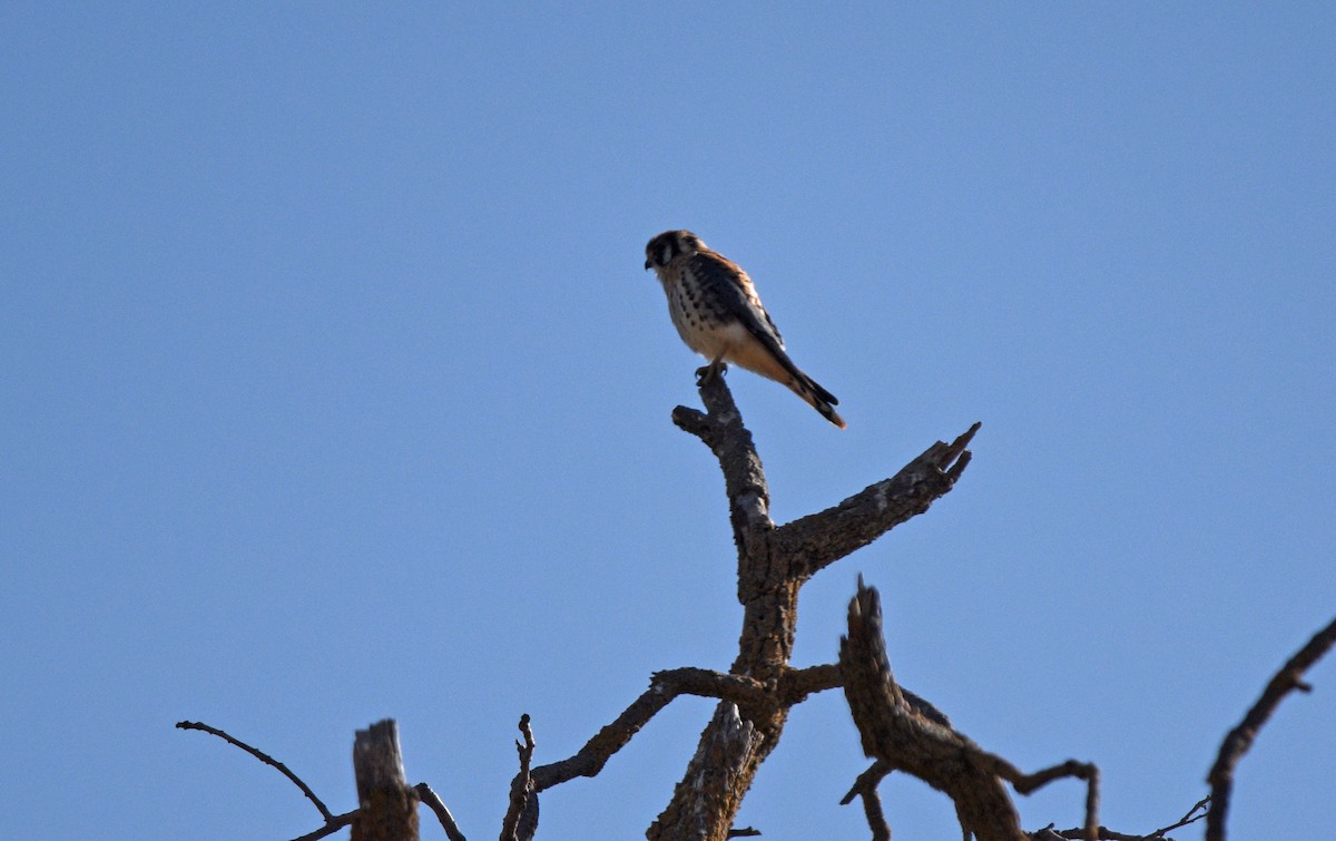 American Kestrel - ML622932600