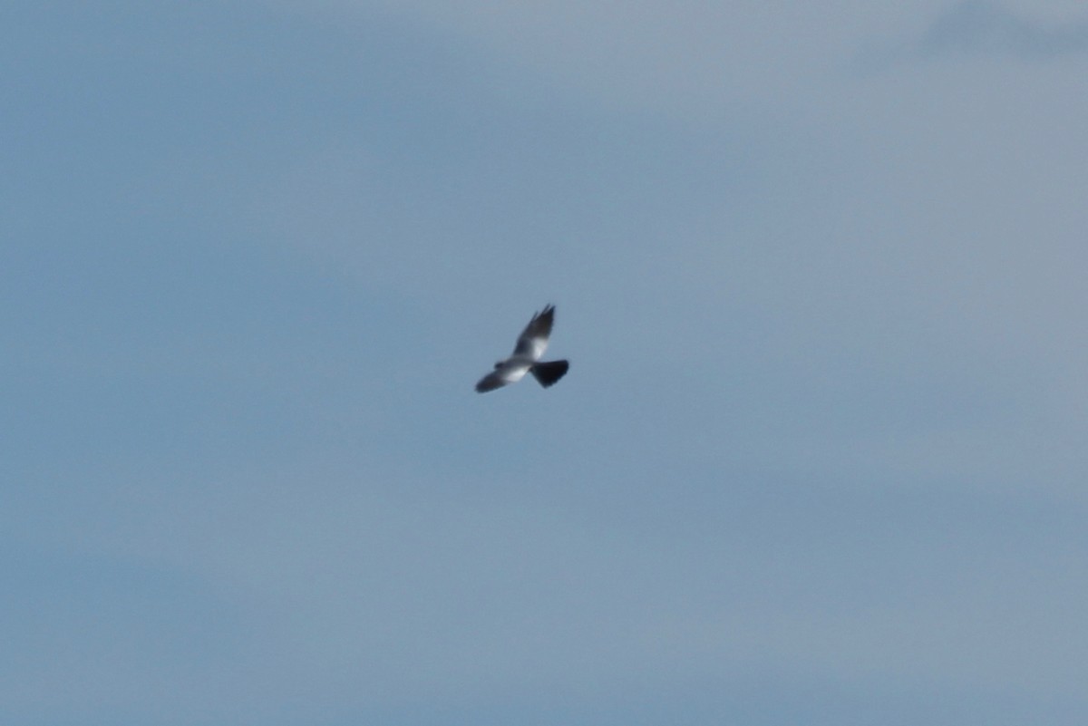 Mississippi Kite - ML62293261