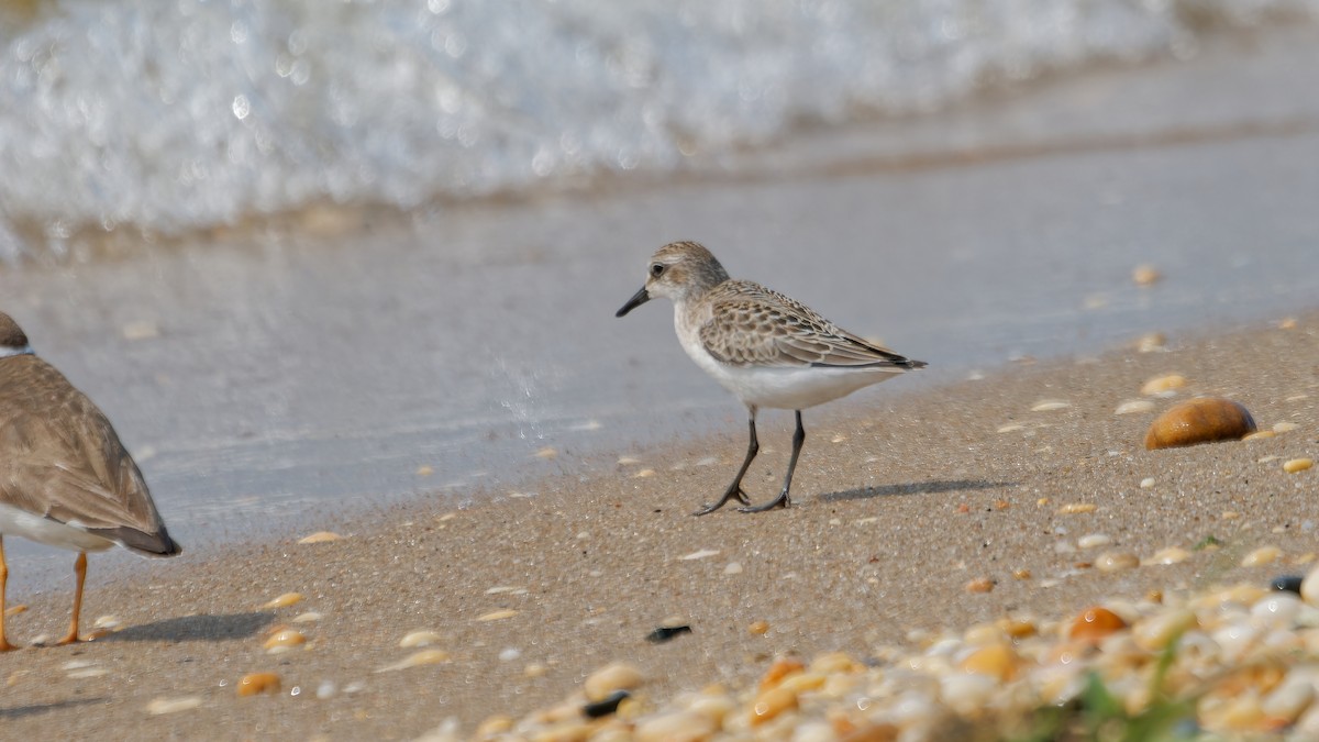 Semipalmated Sandpiper - ML622932618