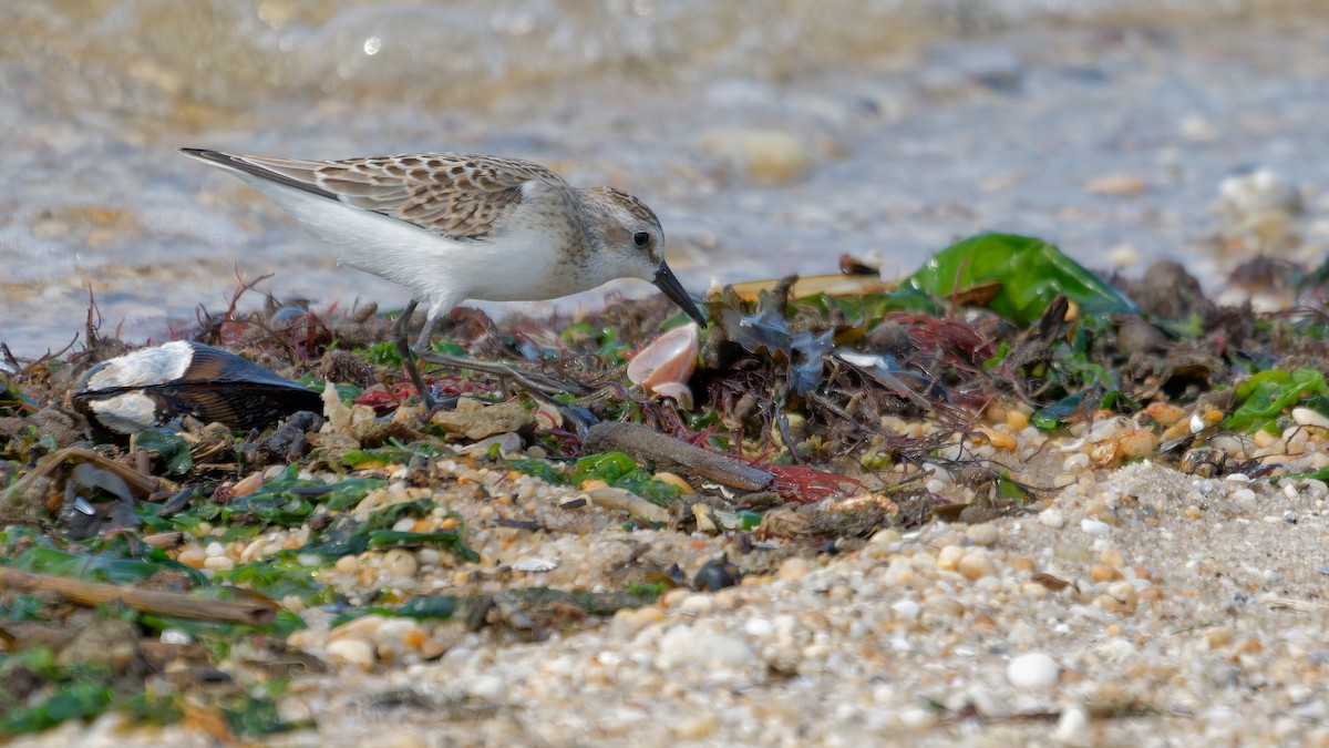 Semipalmated Sandpiper - ML622932619