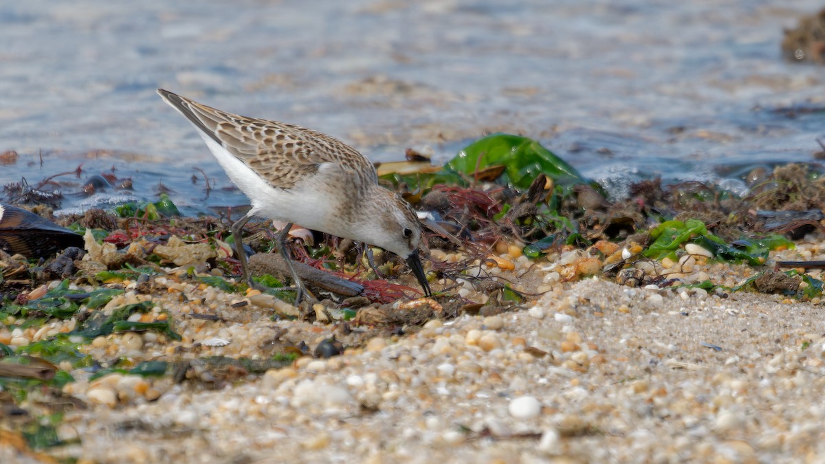 Semipalmated Sandpiper - ML622932620