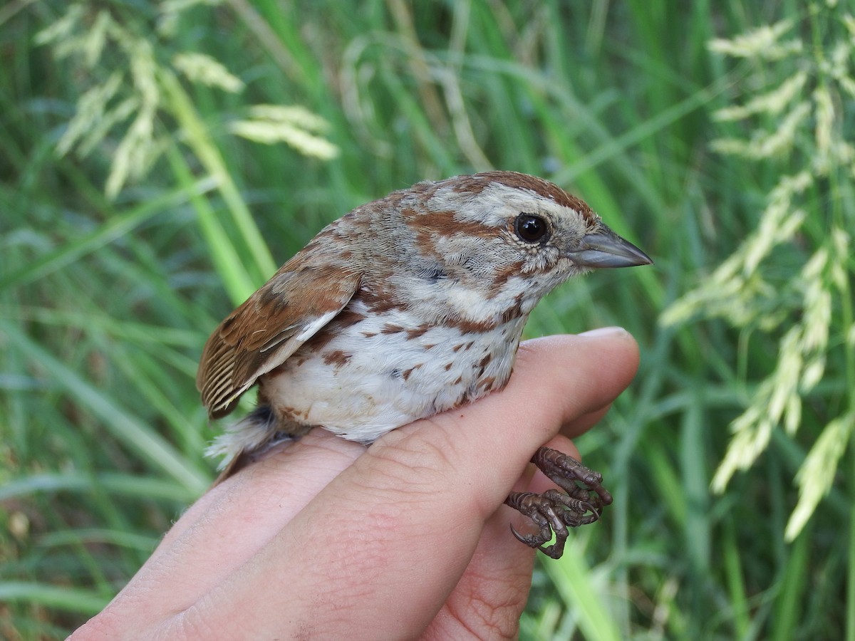 Song Sparrow - ML622932642