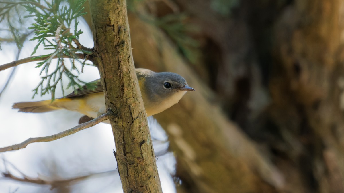 American Redstart - ML622932665