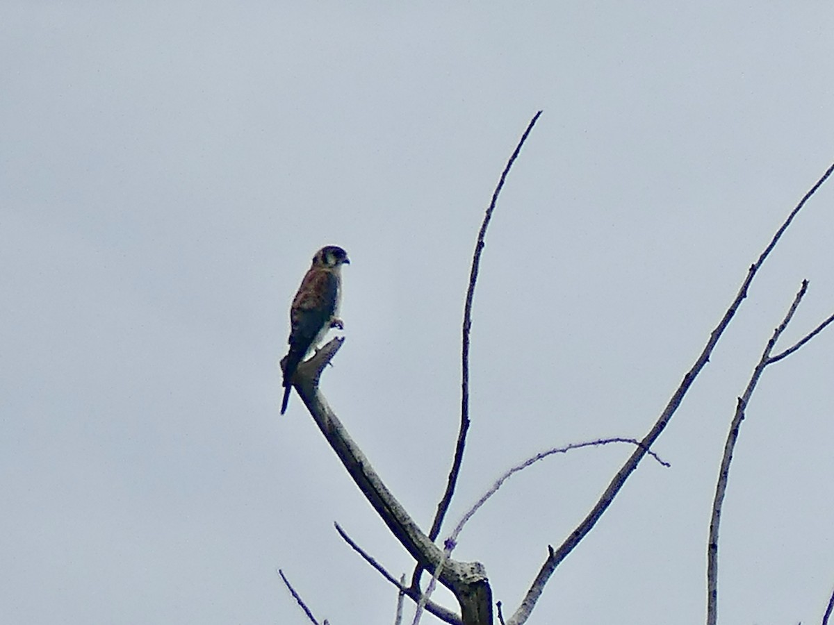 American Kestrel - ML622932694