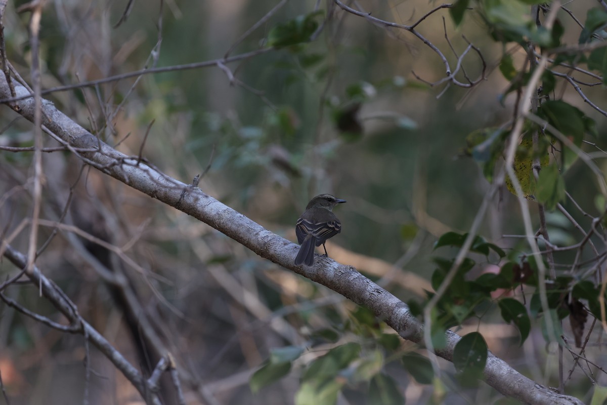 Fuscous Flycatcher - ML622932695