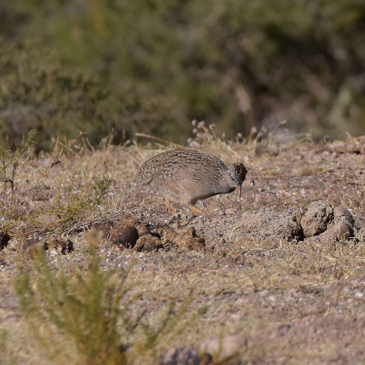 Andean Tinamou - ML622932704