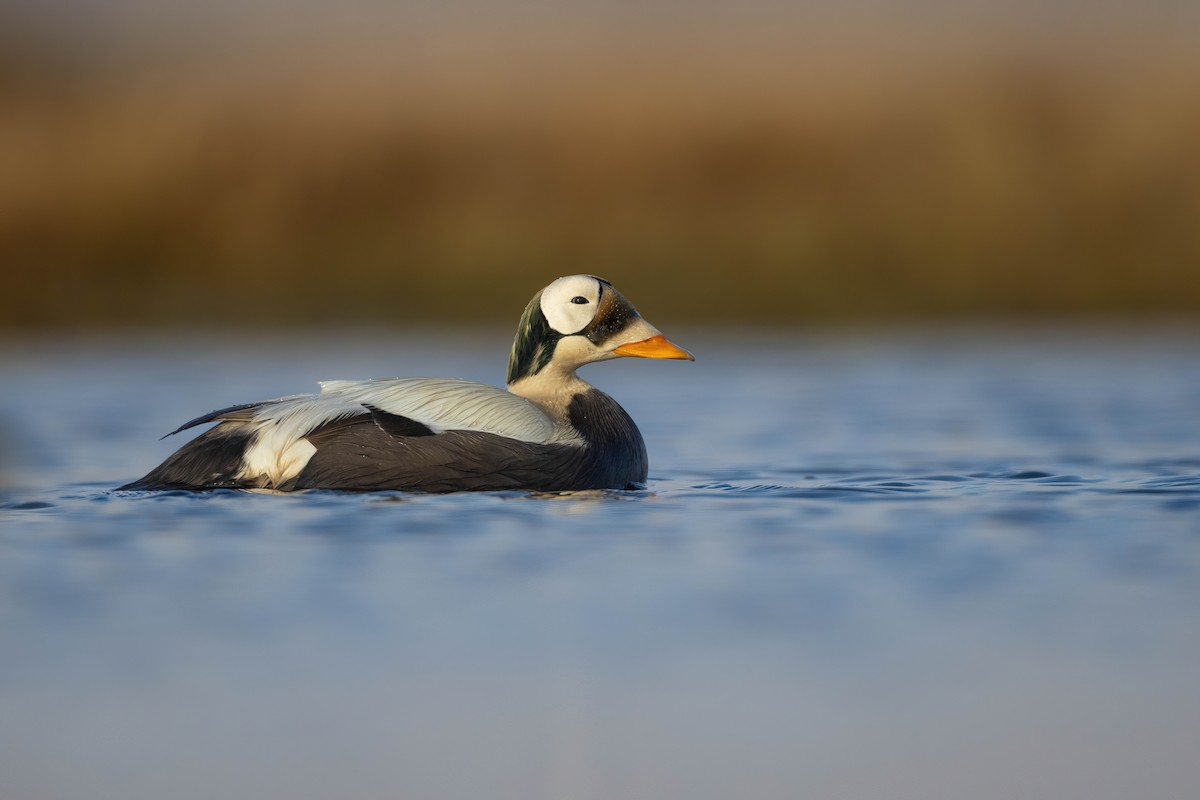 Spectacled Eider - ML622932730