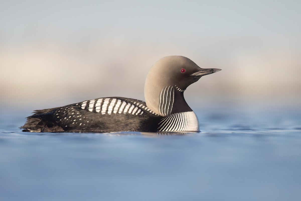 Pacific Loon - ML622932734