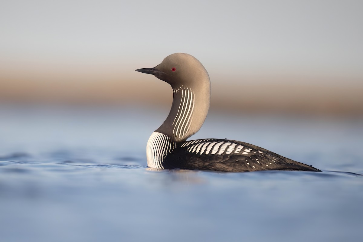 Pacific Loon - ML622932735