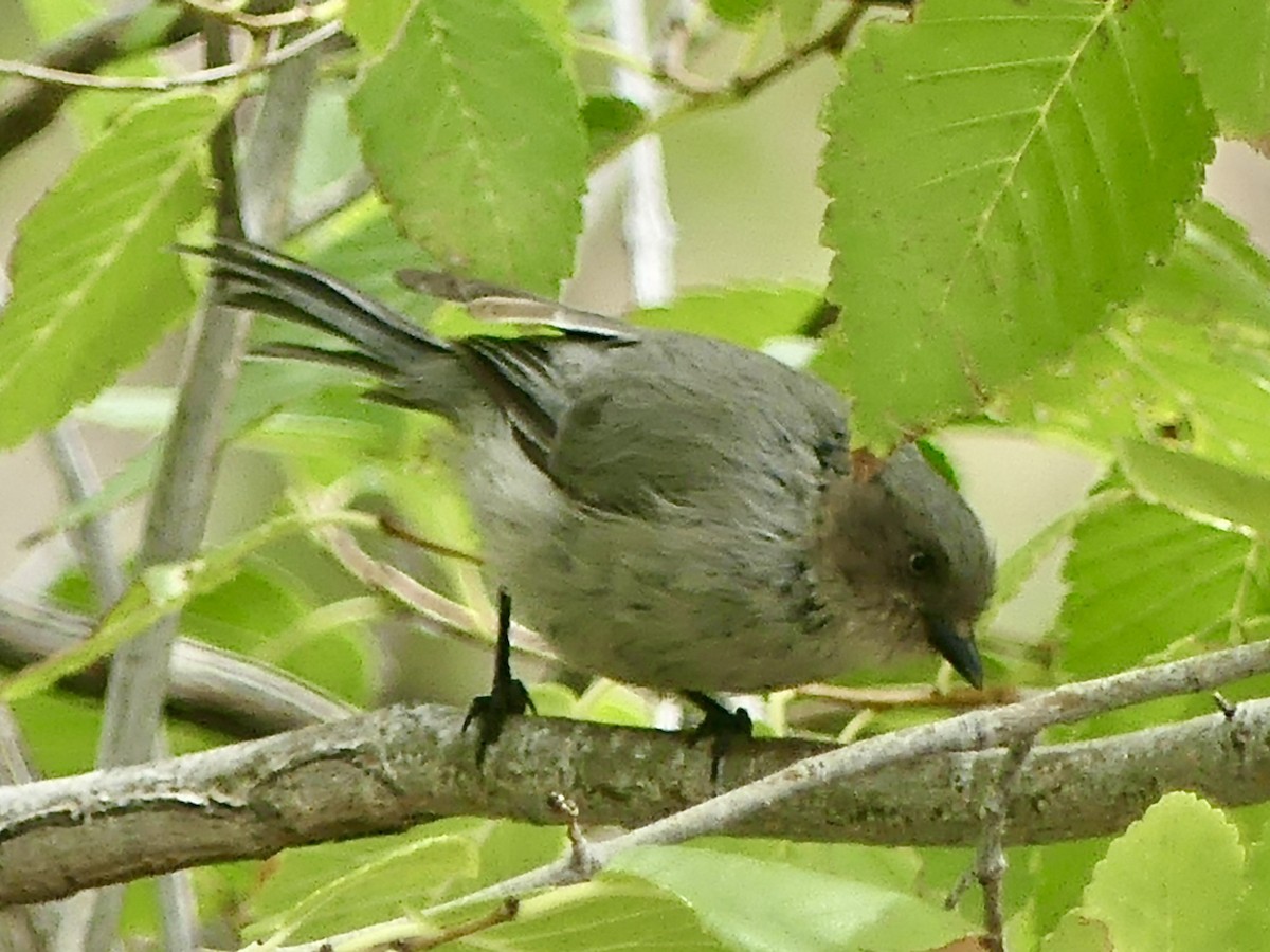 Bushtit (Interior) - ML622932737