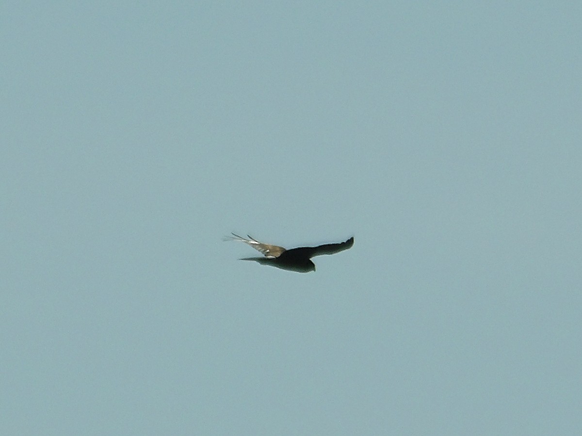 Northern Harrier - Kristos Said Kendall