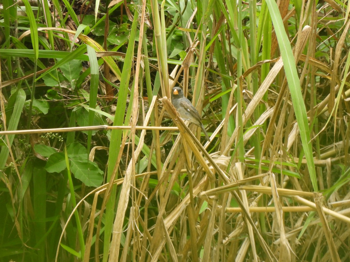 Gray Seedeater - ML622932757