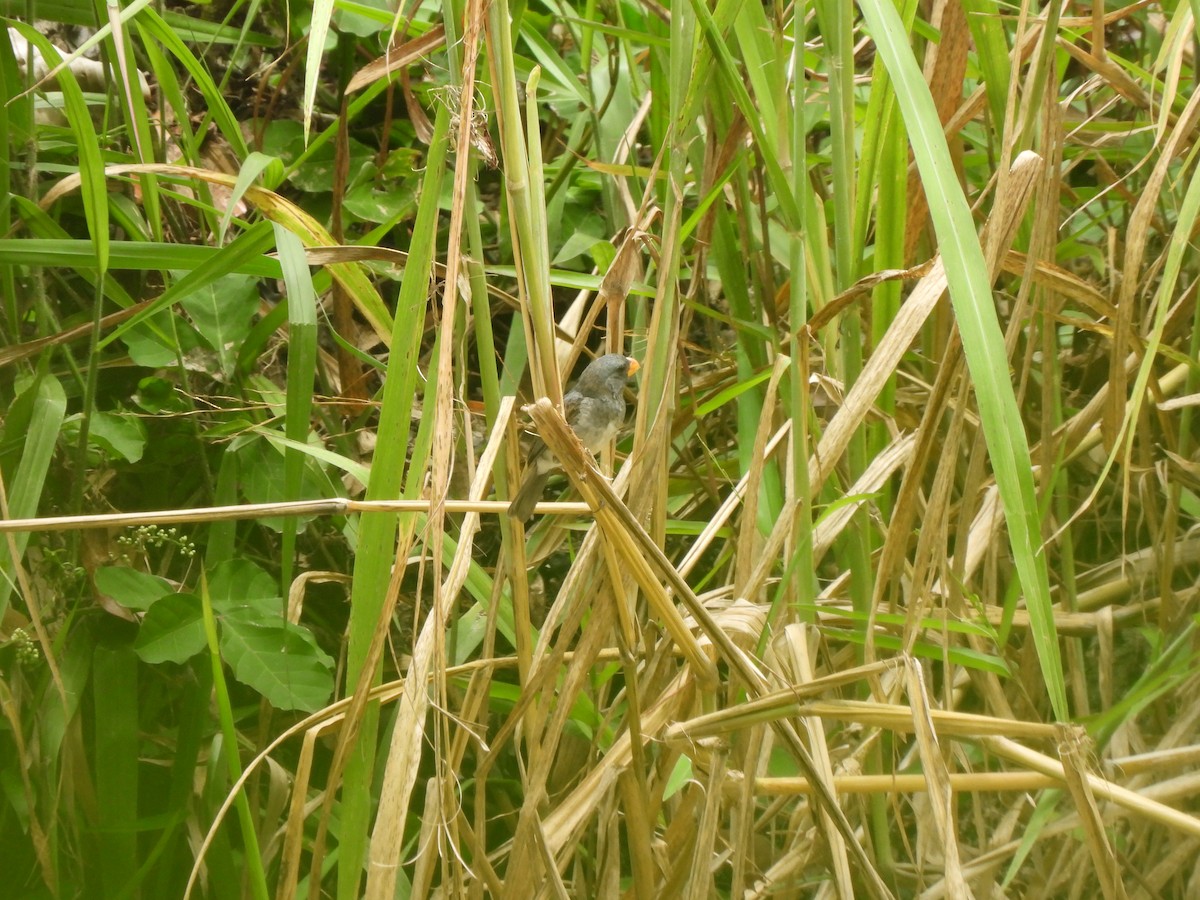 Gray Seedeater - ML622932758