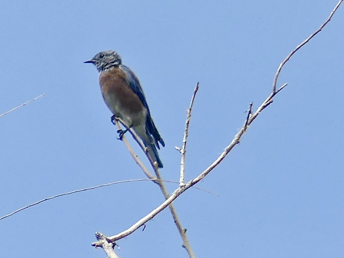 Western Bluebird - ML622932768