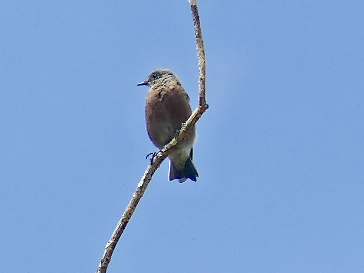 Western Bluebird - ML622932769