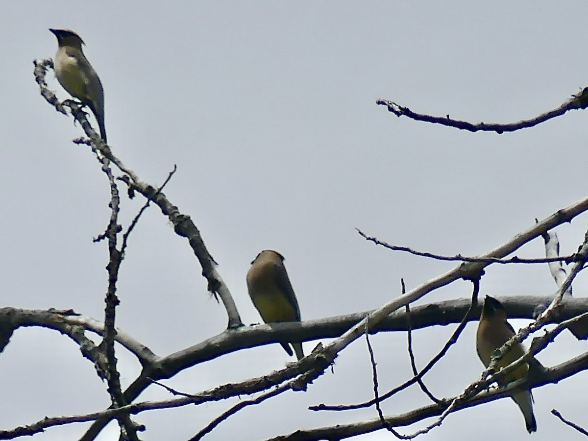 Cedar Waxwing - ML622932786