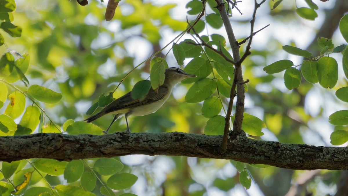 Red-eyed Vireo - ML622932813