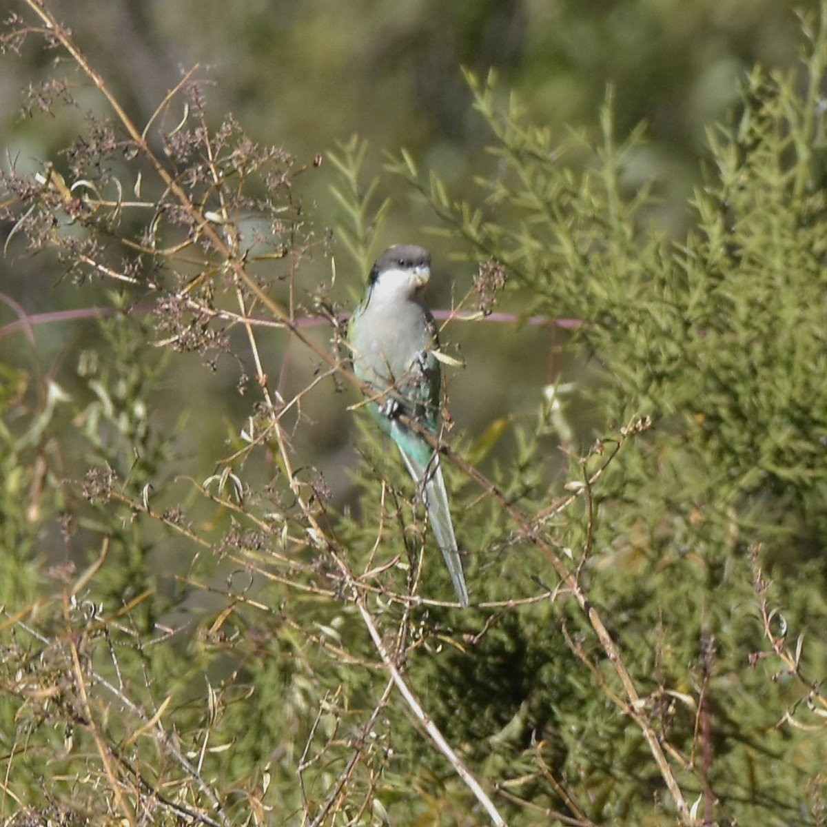 Gray-hooded Parakeet - ML622932833