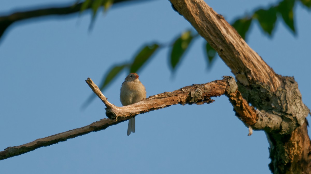 Field Sparrow - ML622932871