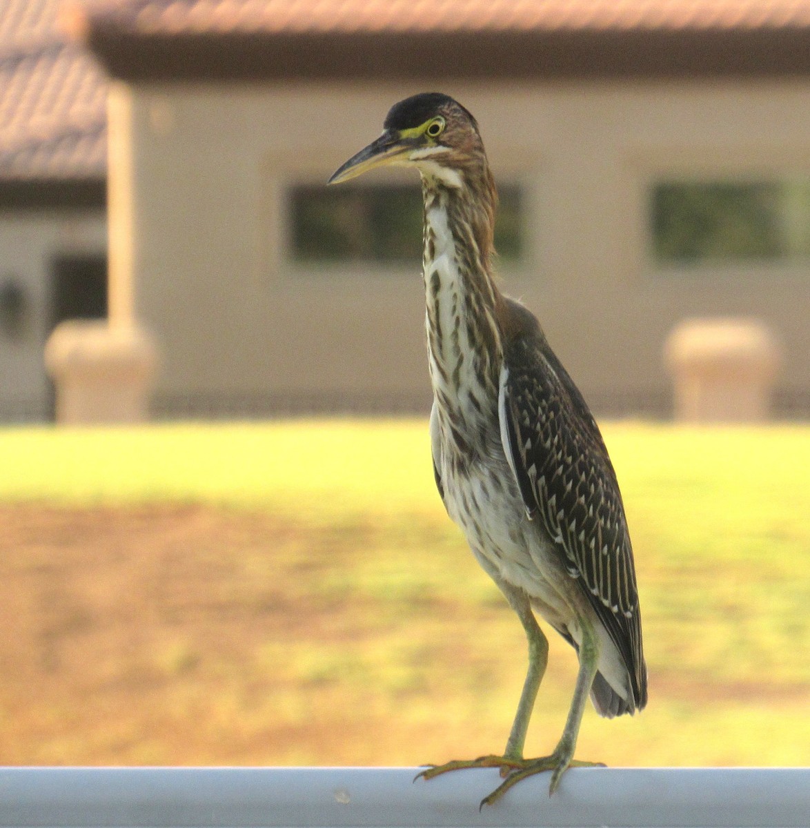 Green Heron - ML622932872