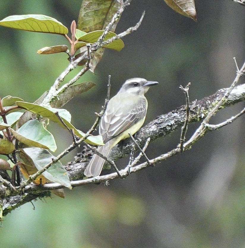 Тиран смугастоволий - ML622932873