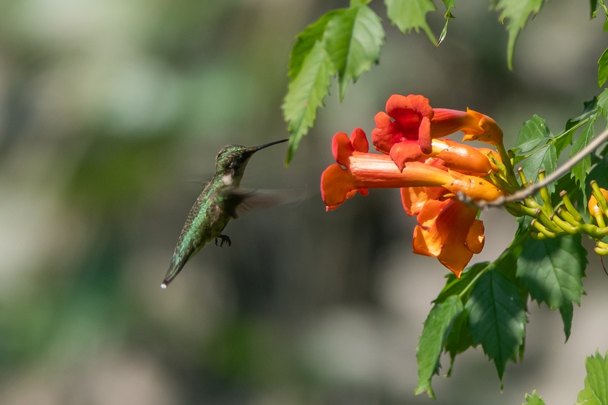 Ruby-throated Hummingbird - ML622932896