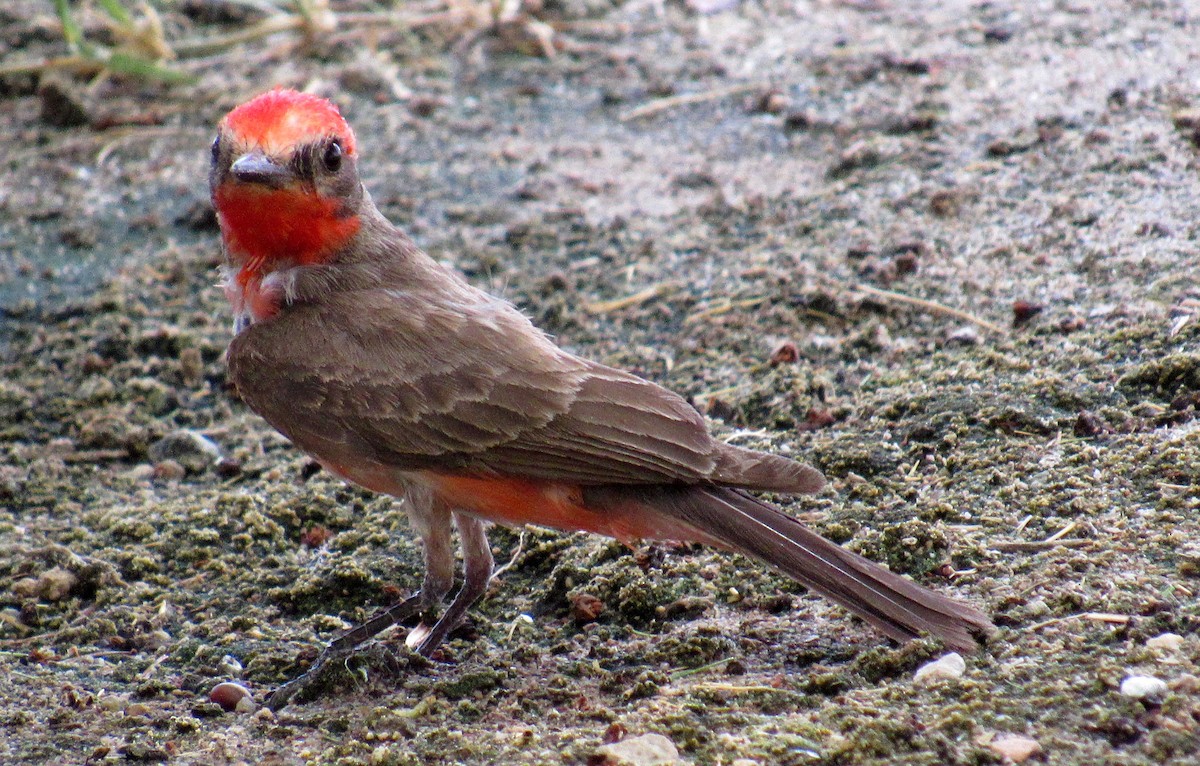 Vermilion Flycatcher - ML622932945