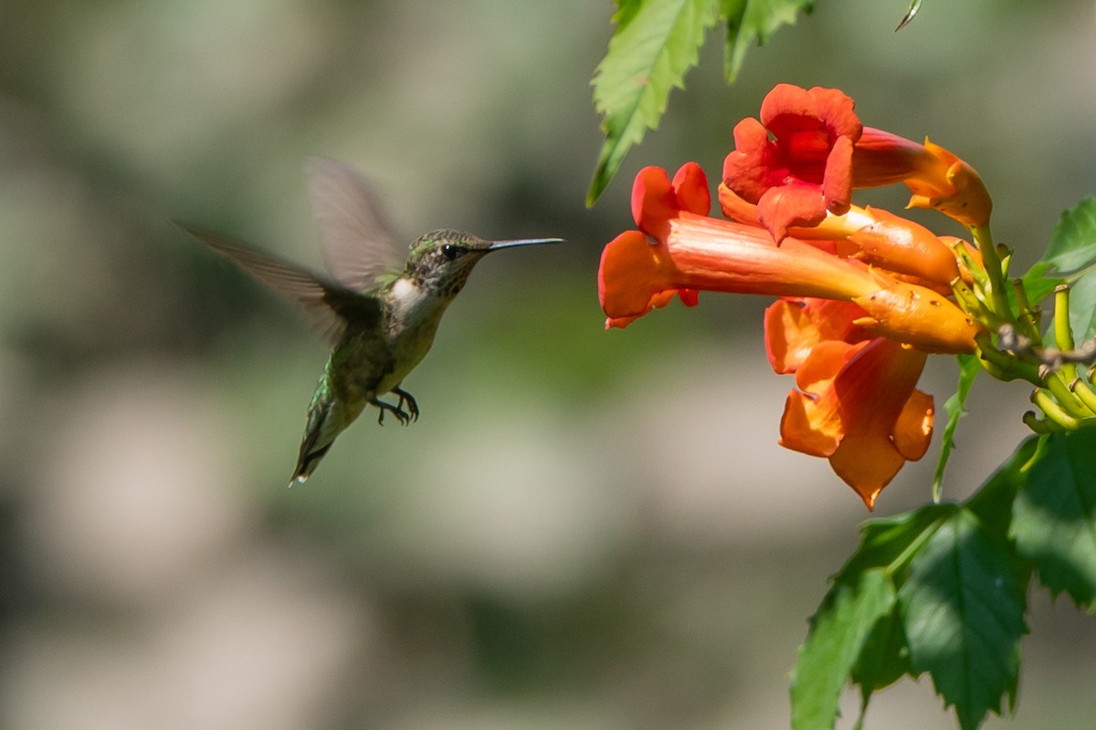 Ruby-throated Hummingbird - ML622932965