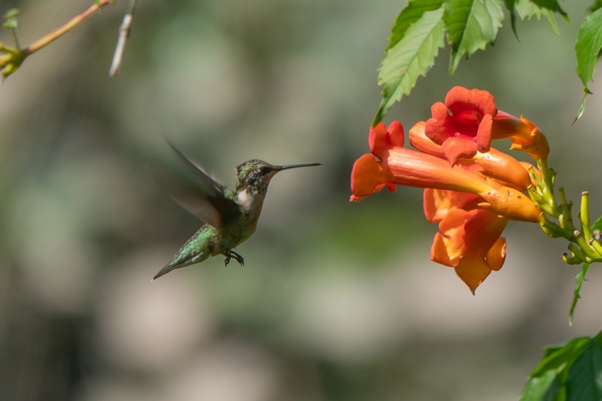 Ruby-throated Hummingbird - ML622932966