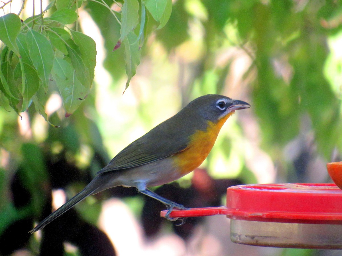 Иктерия - ML622932988