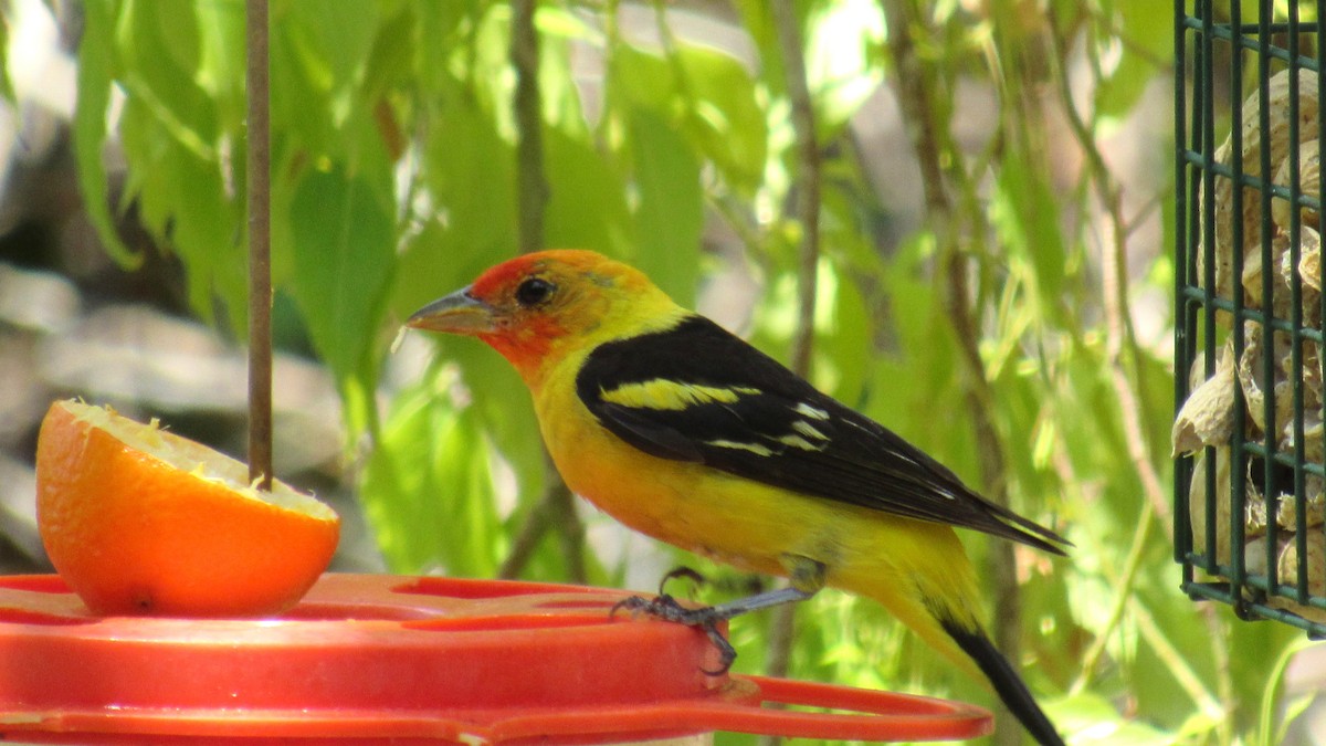 Western Tanager - ML622933013