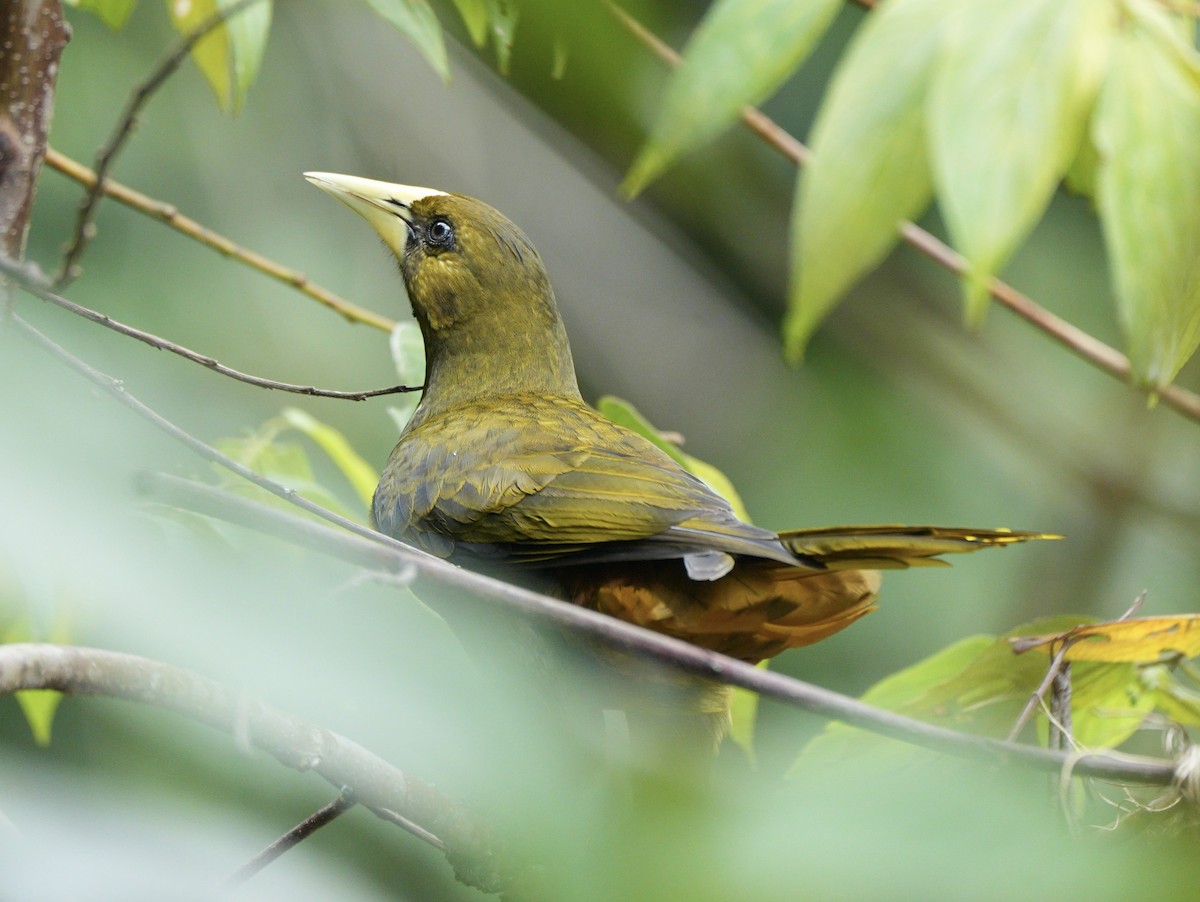 Конота каньйонова - ML622933076