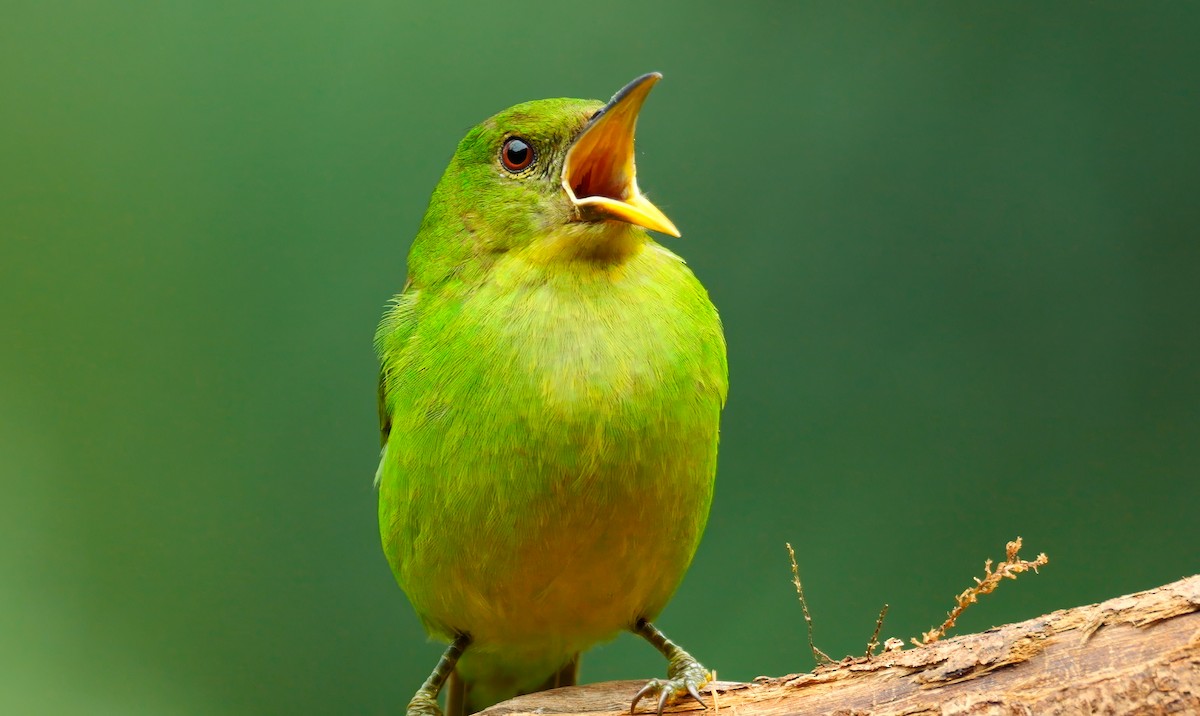 Green Honeycreeper - ML622933077