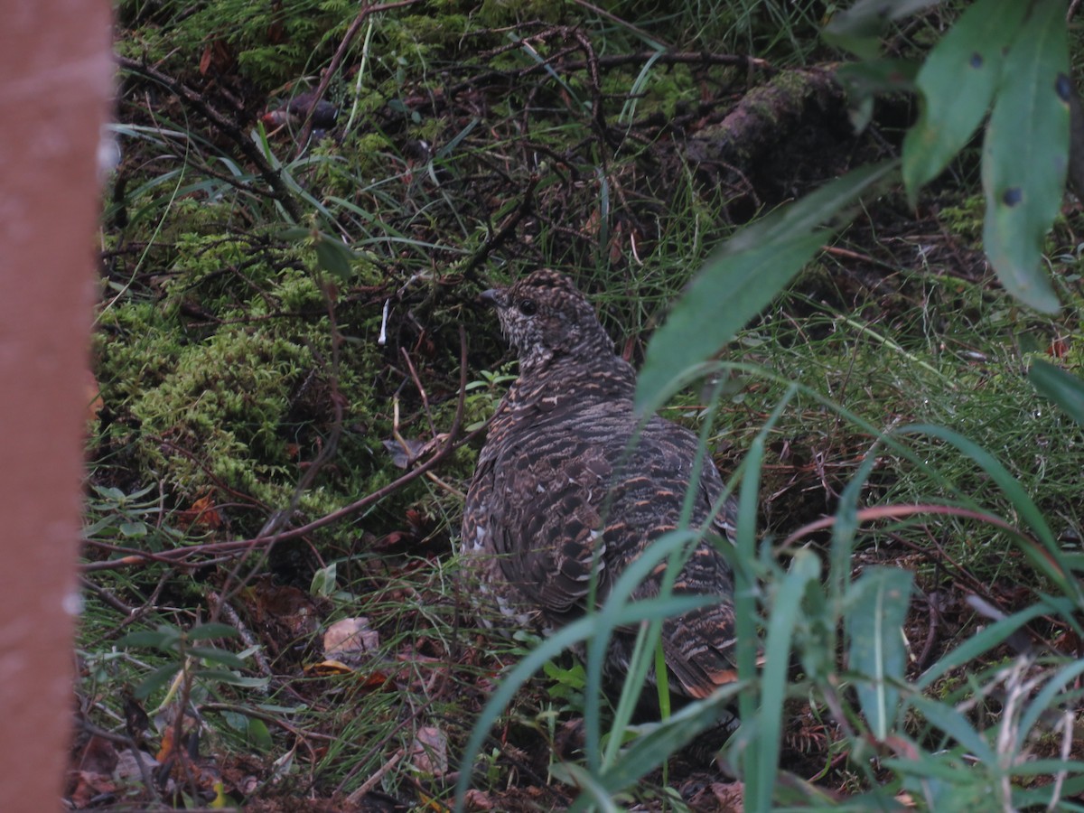 Spruce Grouse - ML622933095