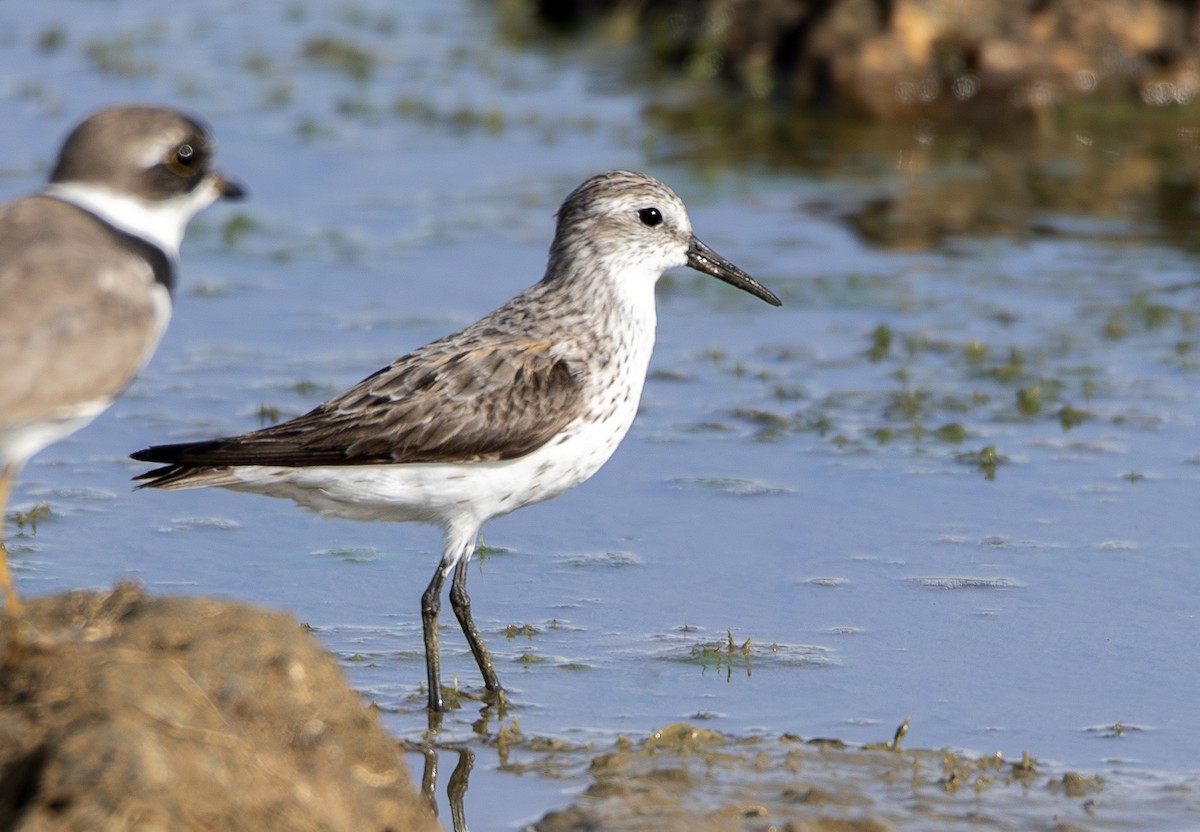 Western Sandpiper - Denny Swaby