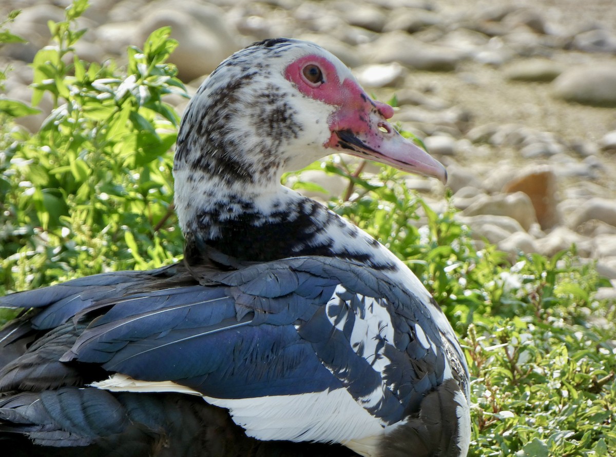 Pato Criollo (doméstico) - ML622933235