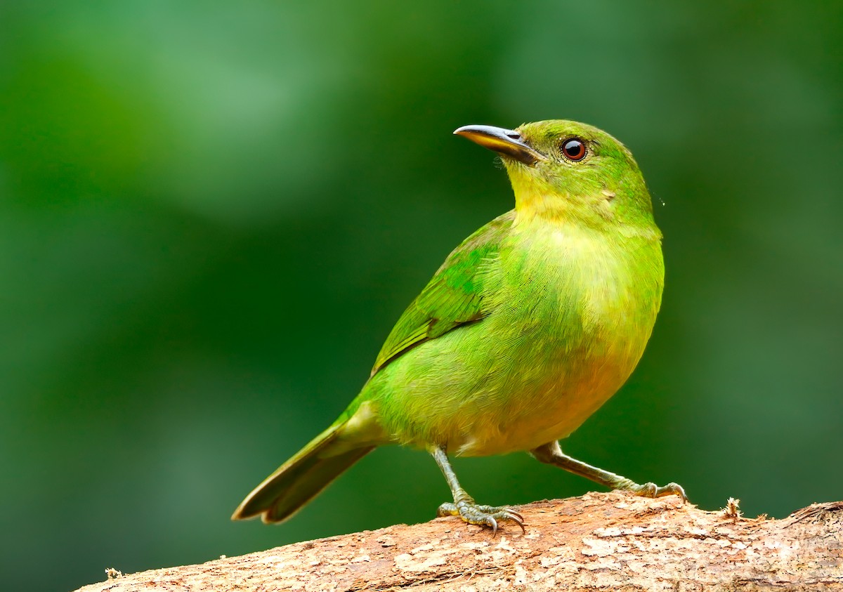 Green Honeycreeper - ML622933325