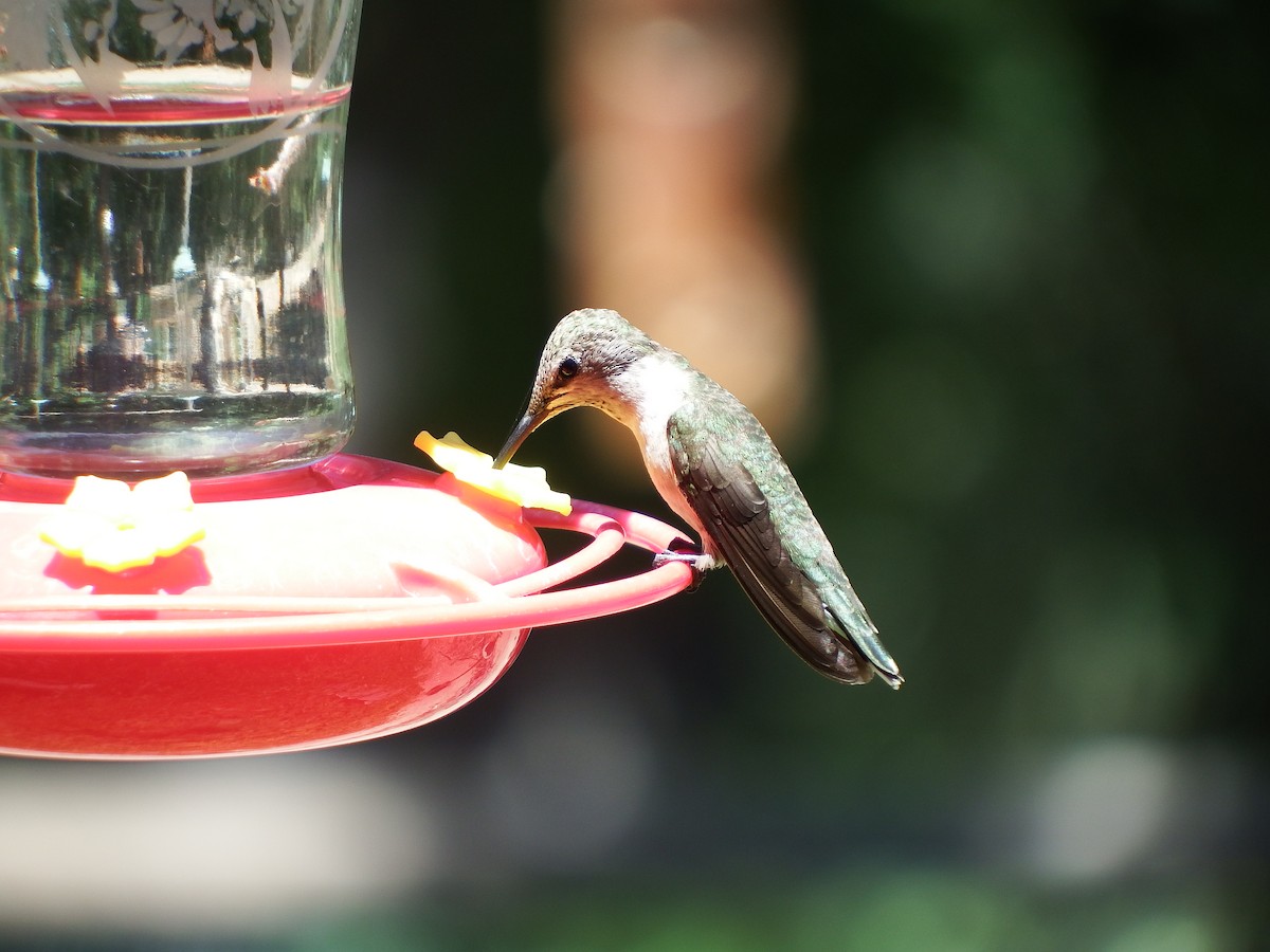 Black-chinned Hummingbird - ML622933342