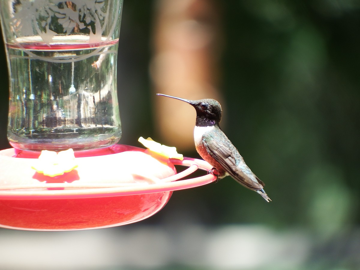 Black-chinned Hummingbird - ML622933344